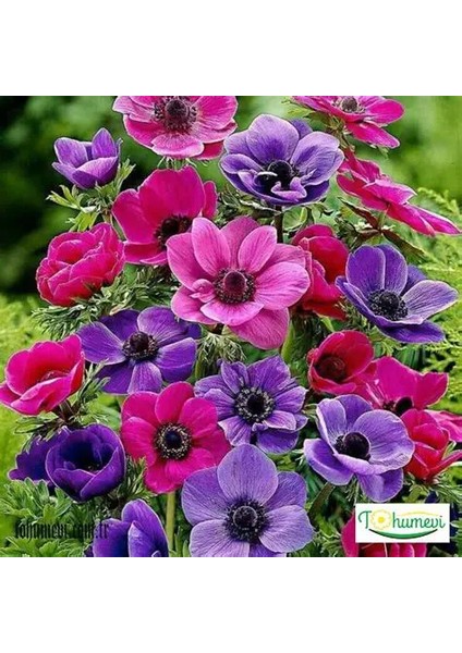 10 Adet Çift Renkli Anemon Çiçeği Soğanı Kokulu.karışık Renk...dağ Lalesi.