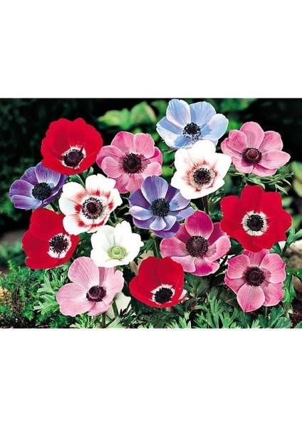 10 Adet Çift Renkli Anemon Çiçeği Soğanı Kokulu.karışık Renk...dağ Lalesi. fiyatları