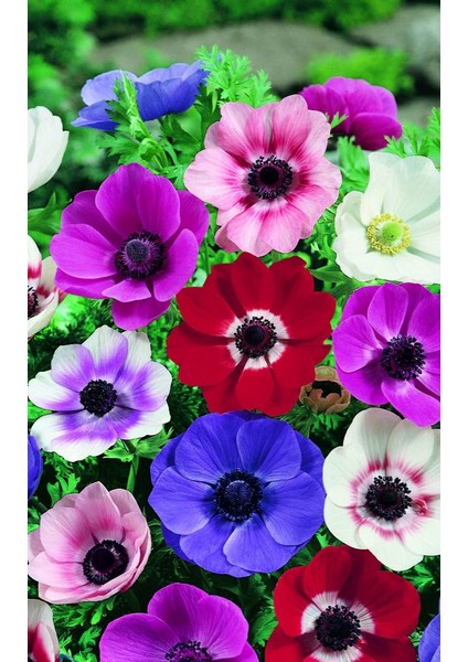 10 Adet Çift Renkli Anemon Çiçeği Soğanı Kokulu.karışık Renk...dağ Lalesi.