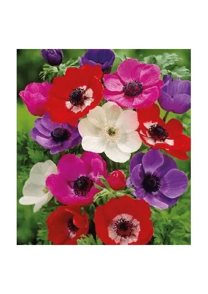 10 Adet Çift Renkli Anemon Çiçeği Soğanı Kokulu.karışık Renk...dağ Lalesi. modelleri