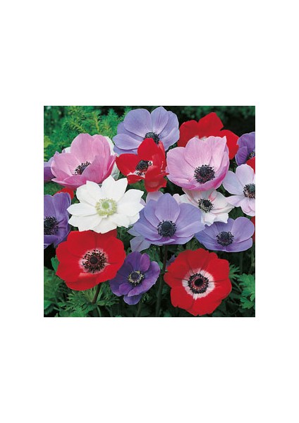 10 Adet Çift Renkli Anemon Çiçeği Soğanı Kokulu.karışık Renk...dağ Lalesi.