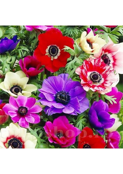 10 Adet Çift Renkli Anemon Çiçeği Soğanı Kokulu.karışık Renk...dağ Lalesi. modelleri