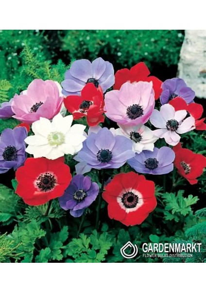 10 Adet Çift Renkli Anemon Çiçeği Soğanı Kokulu.karışık Renk...dağ Lalesi. modelleri