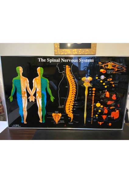 Omurga Panosu Işıklı Kumandalı