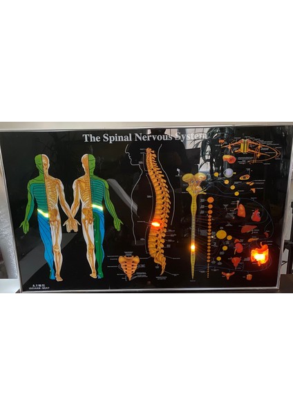 Omurga Panosu Işıklı Kumandalı fiyatları