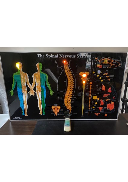 Omurga Panosu Işıklı Kumandalı modelleri