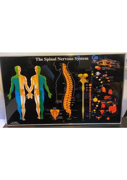 Omurga Panosu Işıklı Kumandalı indirimleri