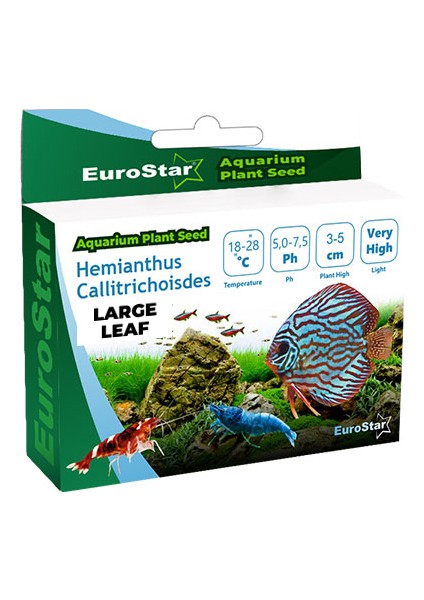 Techmrt Eurostar Bitki Tohum Large Leaf Base Plant