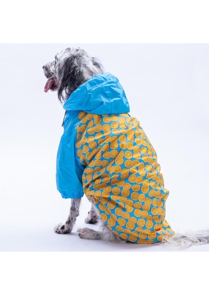 Nice Citrus Narenciye Desenli Büyük Irk Köpek Montu Köpek Yağmurluğu Köpek Kıyafeti Köpek Elbisesi modelleri