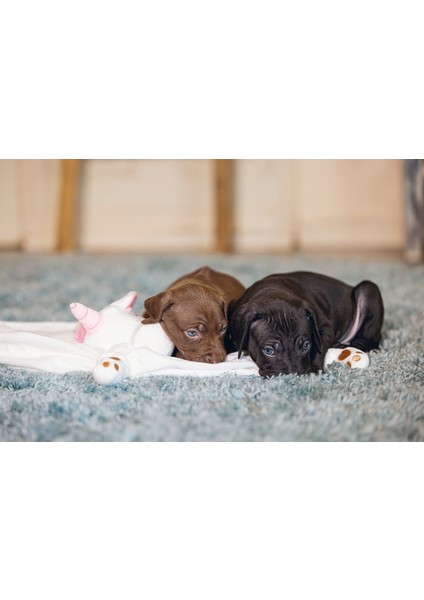 Techmrt Beeztees Yavru Köpek Oyuncağı, Unicorn, Peluş, Beyaz, 33X25X14CM indirimleri