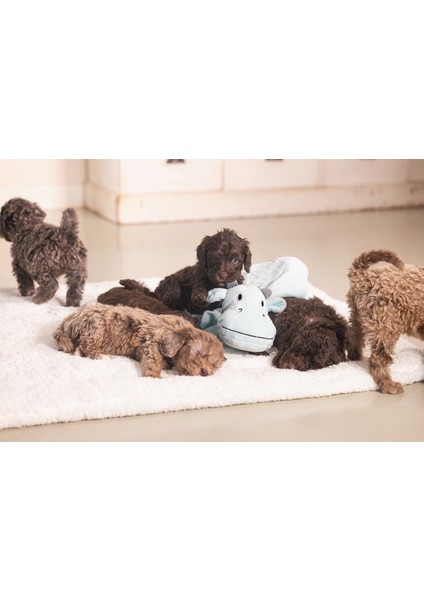 Techmrt Beeztees Yavru Köpek Oyuncağı, Dragon, Peluş, Yeşil, 31,5X25X17CM modelleri