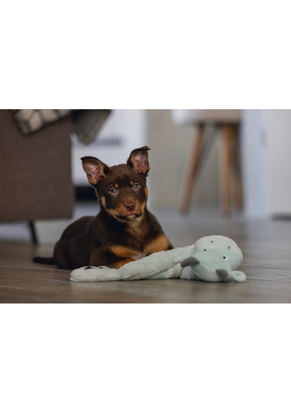 Techmrt Beeztees Yavru Köpek Oyuncağı, Dragon, Peluş, Gri, 45X24,5X6CM fiyatları