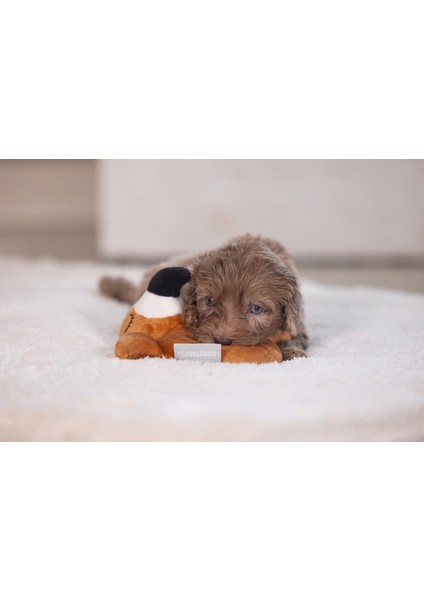 Techmrt Beeztees Köpek Oyuncağı, Peluş, Kahverengi, 16X18X8,5CM fırsatları