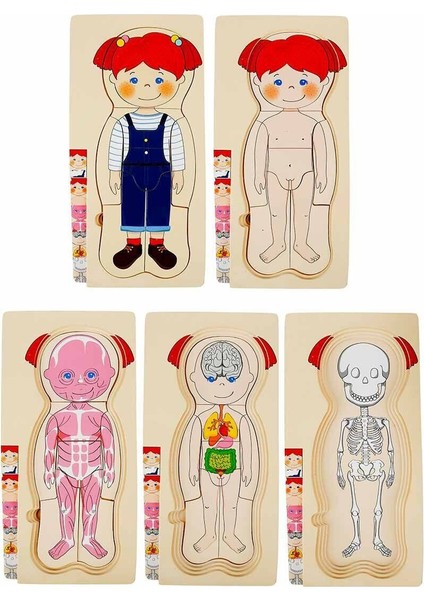 2917 Sun-Tahta Puzzle Insan Vücudu Kız Erkek Çocuk Oyuncak Eğitici Oyuncaklar fırsatları