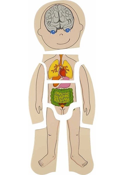 Woody Oyna Öğren Katmanlı Insan Vücudu Ahşap Puzzle 4 x 7 Parça Kız Erkek Çocuk Oyuncak Eğitici Oyun modelleri