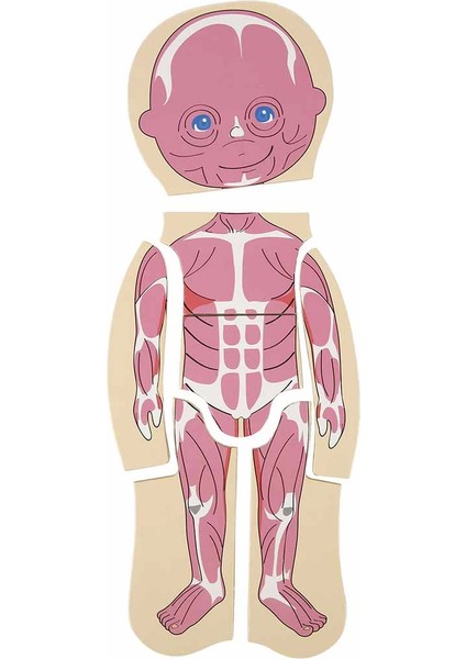 Woody Oyna Öğren Katmanlı Insan Vücudu Ahşap Puzzle 4 x 7 Parça Kız Erkek Çocuk Oyuncak Eğitici Oyun fırsatları