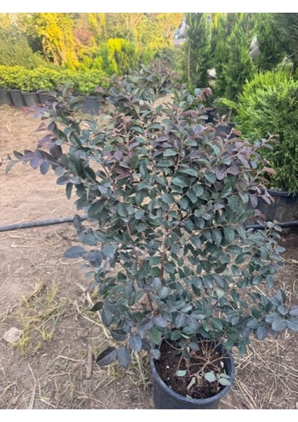 Geniş Forumlu Saksıda Loropetalum (Loropetalum Chinense Rubrum)Boy 100-120 cm fiyatları