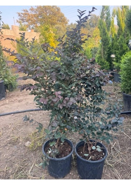 Geniş Forumlu Saksıda Loropetalum (Loropetalum Chinense Rubrum)Boy 100-120 cm fırsatları