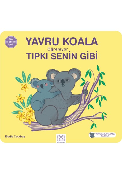 Yavru Koala Öğreniyor Tıpkı Senin Gibi