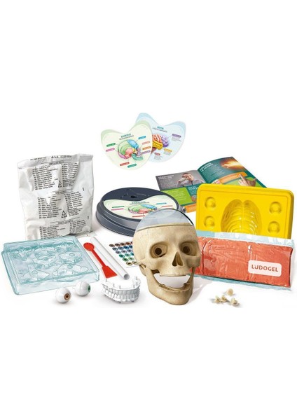 64322 Çılgın Anatomi - Bilim ve Oyun / +7 Yaş Kız Erkek Çocuk Oyuncak Eğitici Oyuncaklar modelleri