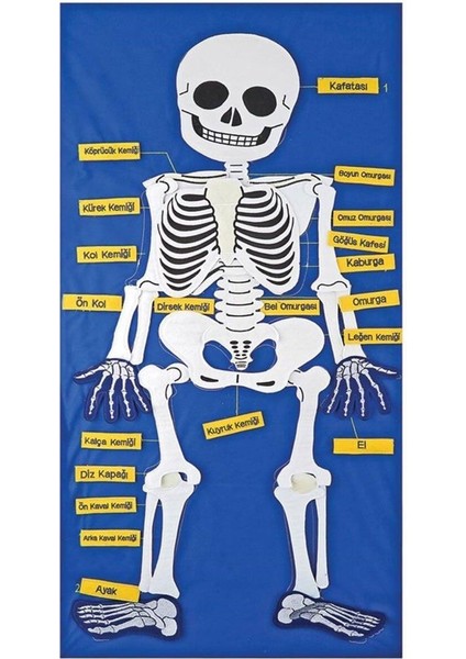 AND-9150 Iskelet Cırtlı Pano Kız Erkek Çocuk Oyuncak Eğitici Oyuncaklar
