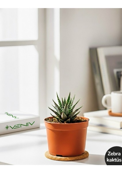 Zebra Kaktüsü- Haworthia Fasciata 1 Adet 5.5 Cm- Canlı