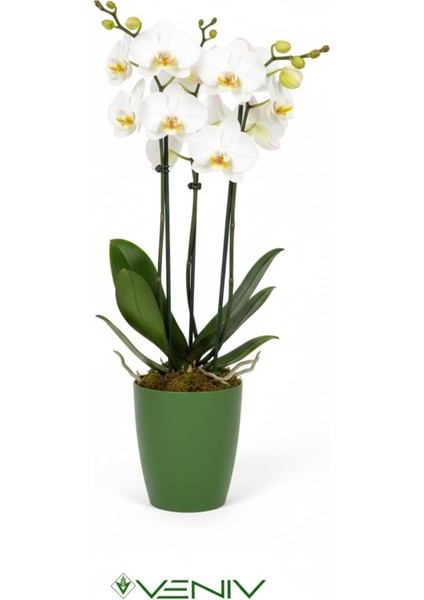 Dekoratif Saksı 2l + Hediye Orkide Yetiştirme Şeffaf Saksı