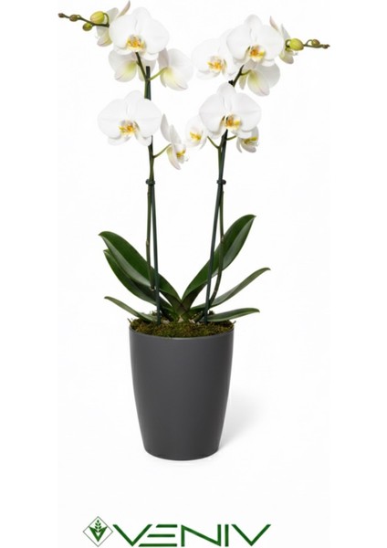 Dekoratif Orkide Saksısı 1 Adet+Üretim Saksısı Hediye- Kaliteli Genel Saksı -1.25 L