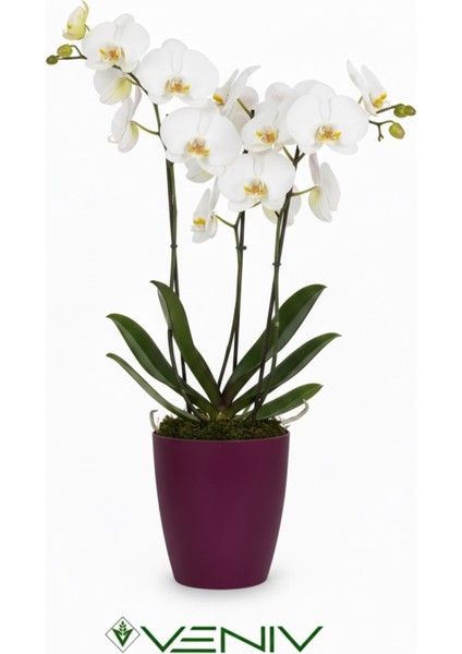 Dekoratif Saksı 2l + Hediye Orkide Yetiştirme Şeffaf Saksı