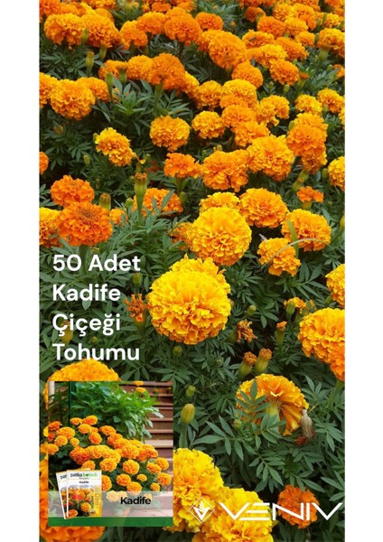 50 Adet Kadife Çiçeği Tohumu 2 Paket
