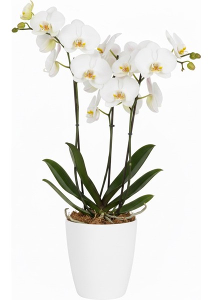 Dekoratif Orkide Saksısı 1 Adet Üretim Saksısı Hediye- Kaliteli Genel Saksı -1.25 L