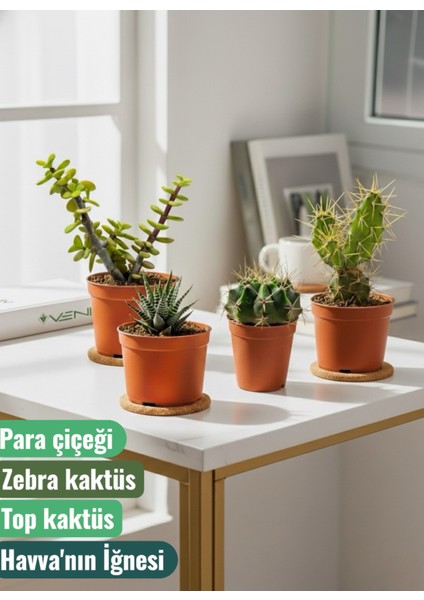 4 Adet Canlı Kaktüs - Para Çiçeği- Zebra Kaktüs - Top Kaktüs- Havva'nın Iğnesi
