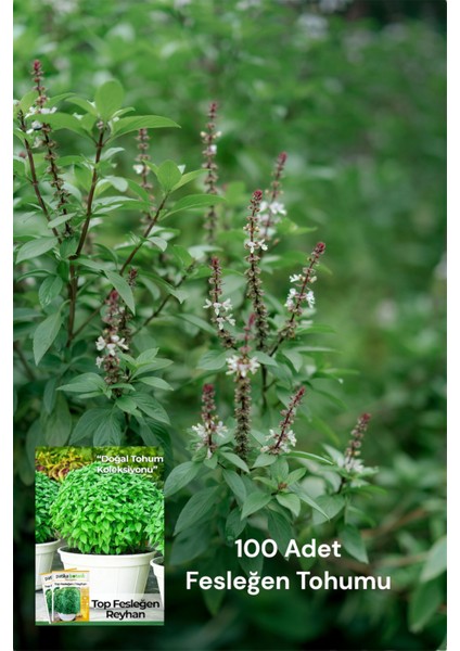 100 Adet Fesleğen Tohumu- Yoğun Aroma&yeşil Yapraklar