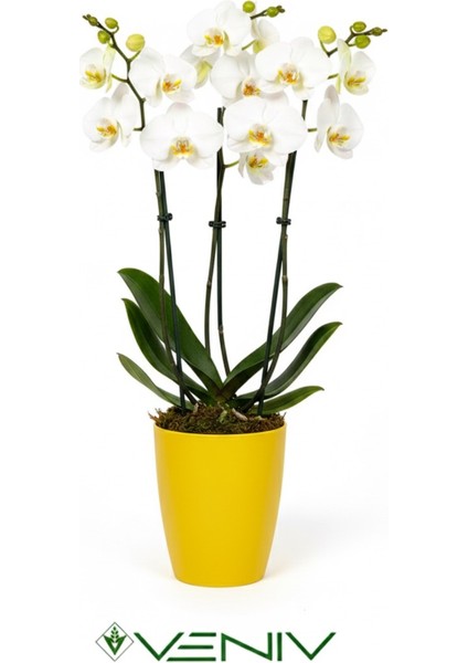 Dekoratif Saksı 1 Adet(1.5l)