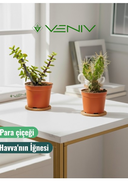 2 Adet Canlı Kaktüs - Para Çiçeği- Havva'nın Iğnesi