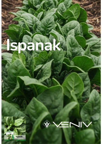 500 Adet Ispanak Tohumu - 2 Paket