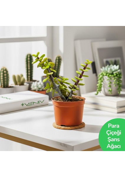 Para Ağacı- Şans Çiçeği- Canlı Sukulent- Cüce Fil Ağacı