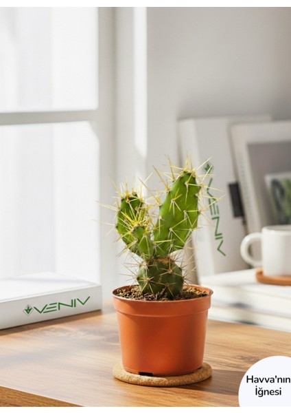 Dekoratif Dikenli Havva'nın Iğnesi Kaktüsü 5-10 Cm- Canlı