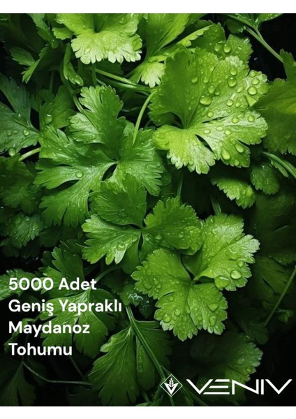 5000 Adet Geniş Yapraklı Maydanoz Tohumu 2 Paket
