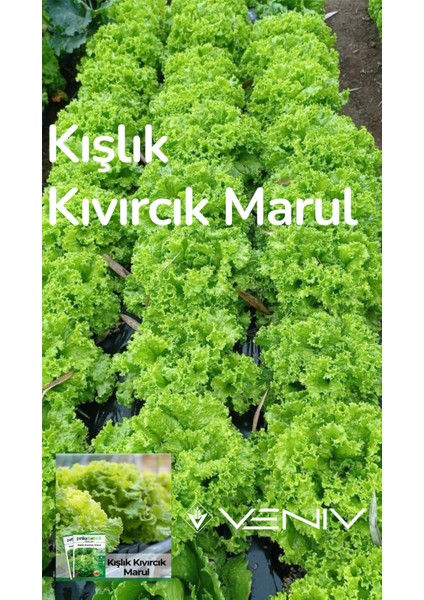 4000 Adet Kışlık Kıvırcık Marul Tohumu- 2 Paket