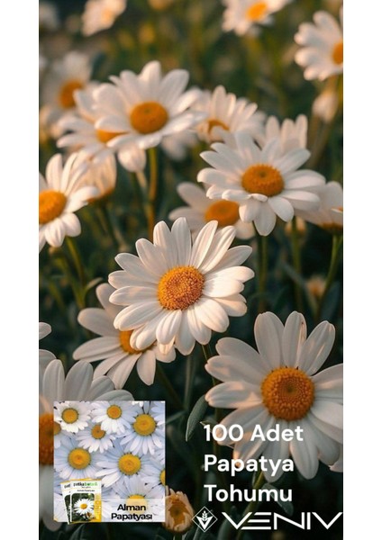 100 Adet Papatya Tohumu 2 Paket