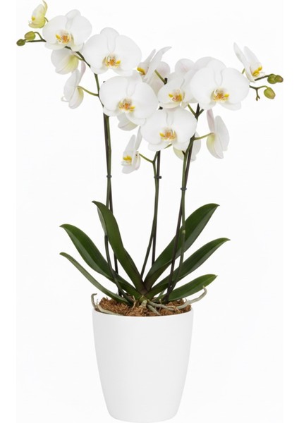 Dekoratif Saksı 2l + Hediye Orkide Yetiştirme Şeffaf Saksı