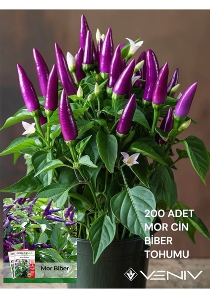 200 Adet Cin Biber Tohumu 2 Paket