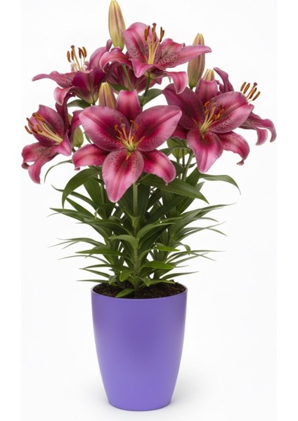 Dekoratif Saksı 1.25 L - Lila + Orkide Yetiştirme Saksısı Hediye(12 Pot 1 Adet)