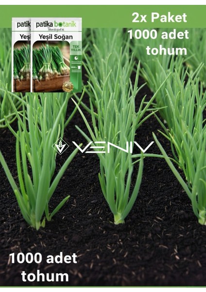 1000 Adet Yeşil Soğan Tohumu- 2 Paket