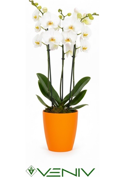 Dekoratif Orkide Saksısı 1 Adet Üretim Saksısı Hediye- Kaliteli Genel Saksı -1.25 L