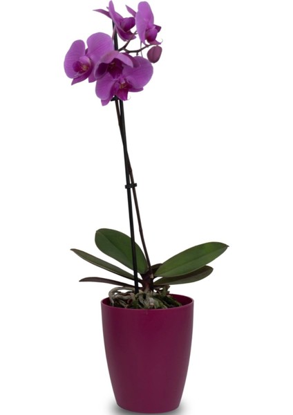 Dekoratif Orkide Saksısı 1 Adet Üretim Saksısı Hediye- Kaliteli Genel Saksı -1.25 L