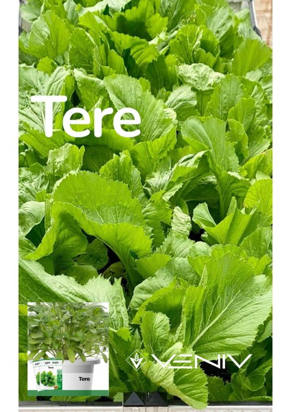 8000 Adet Tere Tohumu- 2 Paket