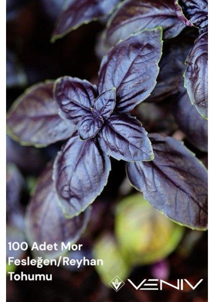 100 Adet Mor Fesleğen/reyhan 2 PAKET(200 Adet)