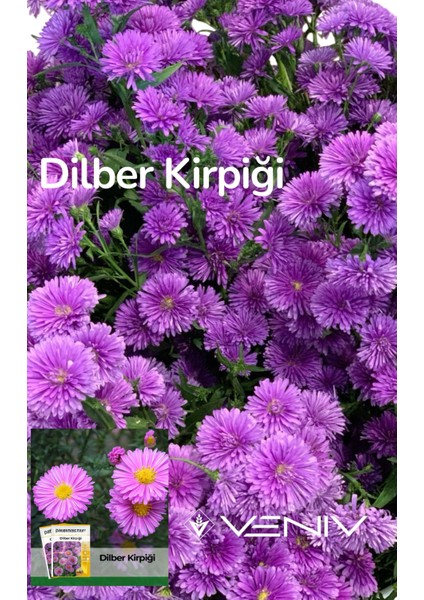 100 Adet Dilber Kirpiği(Aster) Tohumu- 2 Paket